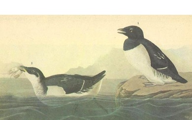 c1946 Audubon Print, #339 Dorekie
