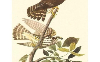 c.1950 Audubon Print, Merlin or Pigeon Hawk