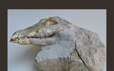 rare "early" camel - Find of skull on matrix - Poebrotherium sp. - 18×13.5×9 cm