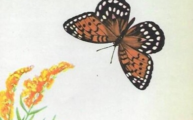 1920's Regal Fritillary Butterfly Color Lithograph