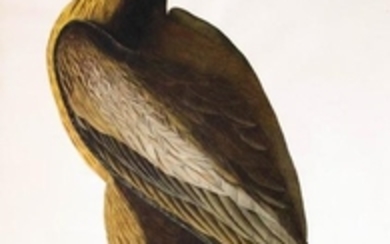 Audubon Aquatint Bird of Washington