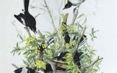Audubon Aquatint Engraving, Mockingbird, Plate 21