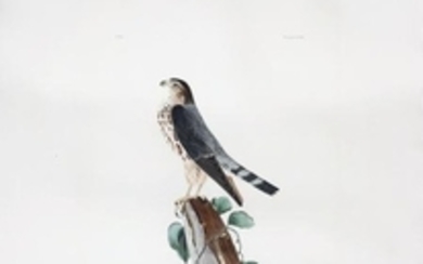 Audubon Engraving, Le Petit Caporal