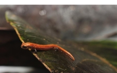 PANAMANIAN SALAMANDER Taxon: Salamander | Genus: Oedipina Check out...