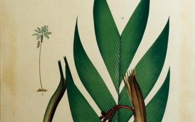 Rodrigues Chromolithograph of tropical plants