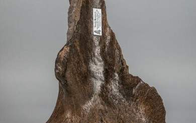 A Fossilized Woolly Mammoth Left Shoulder Blade
