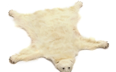 A head mounted polar bear (ursus maritimus) with claws. Artificial teeth. L. nose to tail 208 cm. W. between front legs 210 cm.
