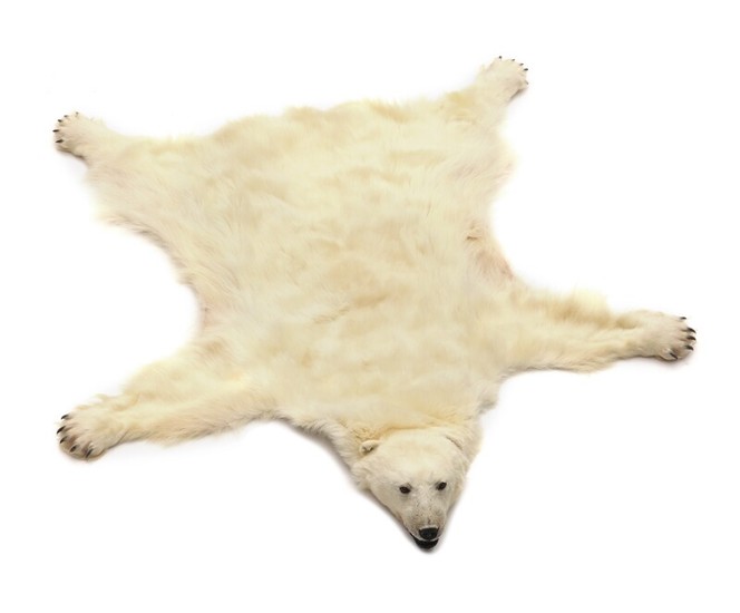 A head mounted polar bear (ursus maritimus) with claws. Artificial teeth. L. nose to tail 208 cm. W. between front legs 210 cm.