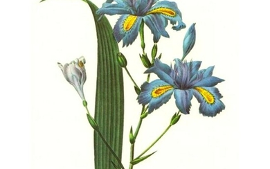 After Pierre-Jospeh Redoute, Floral Print, #58 Iris