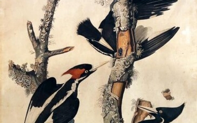 Audubon, Ivory-Billed Woodpecker, Plate 66