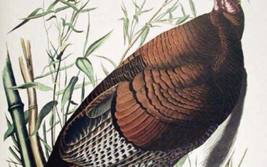 Audubon, John James | Audubon's favorite bird, from the Amsterdam edition