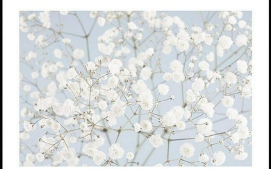 Baby's Breath Flowers Poster