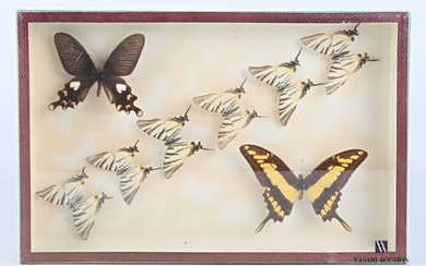 Boite entomologique contenant huit lépidoptères... - Lot 6 - Vasari Auction