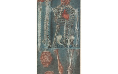 JACQUES-FABIEN GAUTIER DAGOTY (1710-1781) Squelette et crânes Planches nos XVII et XVIII raccordées, d’une suite...