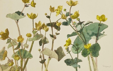 John Sergeant, British 1937-2010 - Kingcups; watercolour and pen and ink on paper, signed lower right 'Sergeant' and inscribed with artist's details on the reverse, 31.4 x 45.4 cm (ARR)