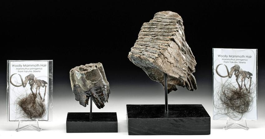 Mammoth Tooth, Wooly Rhino Tooth, & Mammoth Fur