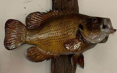 Rock Bass Fish mount on drift wood display