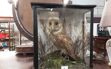 Stuffed owl in glazed case
