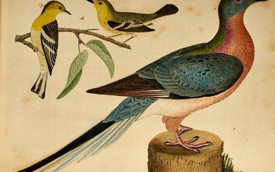 Wilson's great ornithology, the first domestically produced color-plate ornithology