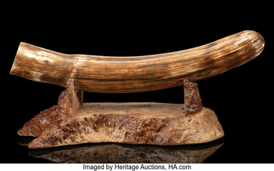 Woolly Mammoth Tusk Tip Mammuthus primigenius Pleistocene Alaska, USA...