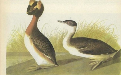 c1946 Audubon Print, #259 Horned Grebe