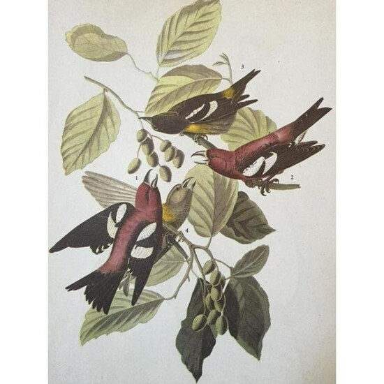 c1946 Audubon Print, #364 White-Winged Crossbill