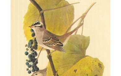 c1950 Audubon Print, White-Crowned Sparrow