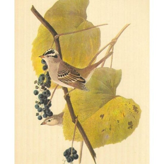 c1950 Audubon Print, White-Crowned Sparrow