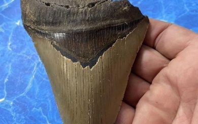 5.43" Prehistoric Megalodon Shark Tooth