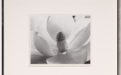 CUNNINGHAM, IMOGEN (1883-1976) Magnolia Blossom