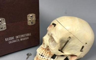 KILGORE INTL Human Skull Model. Classroom, teachi