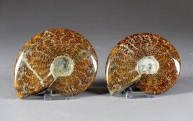 Paire d'Ammonites. Polies et “persillées“ sur tout…