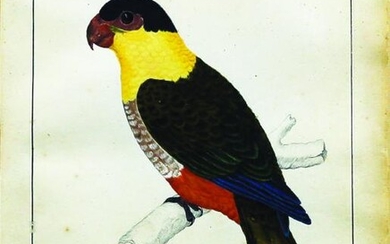 Carl Hahn Parrot Watercolor