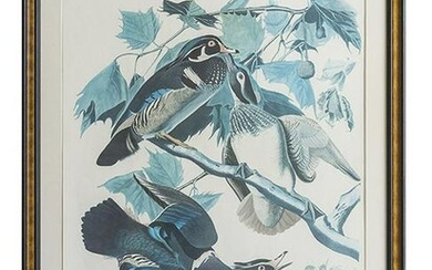After John James Audubon (1785-1831) Lithograph
