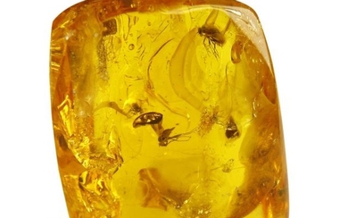 Amber from pine resin with diptera inclusions.