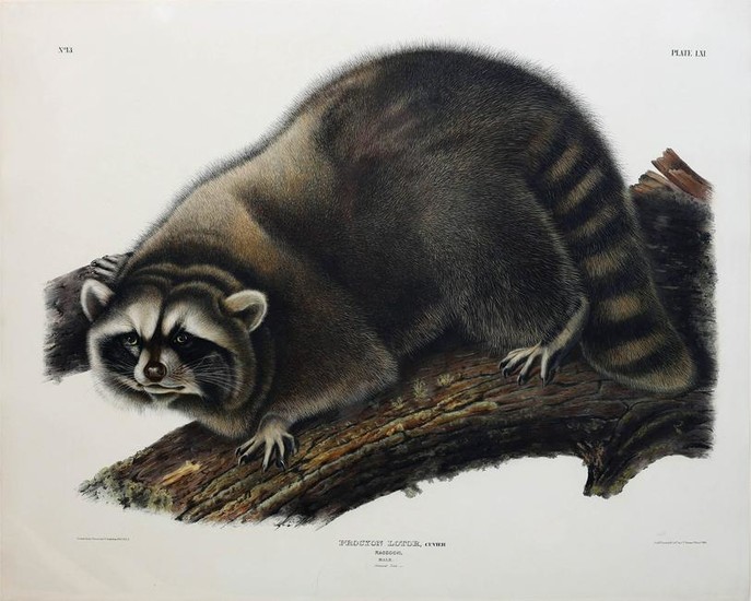 Audubon Lithograph, Raccoon