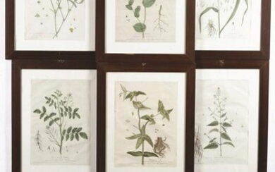 De Nangis Regnault, GenÃ©vieve, Serie botanica di 14