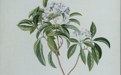 Ehret Original Watercolor of a Virginia Mountain Laurel