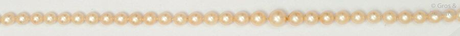 Falling necklace of cultured pearls. Yellow gold ratchet...