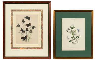 Lot of Two Framed Butterfly Prints - Edwards, etc.