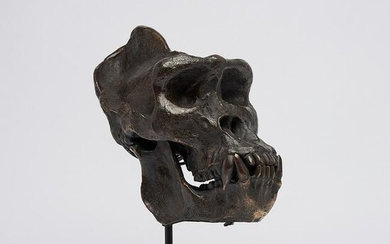 Male Western Lowland Gorilla Skull in Polished Bronze