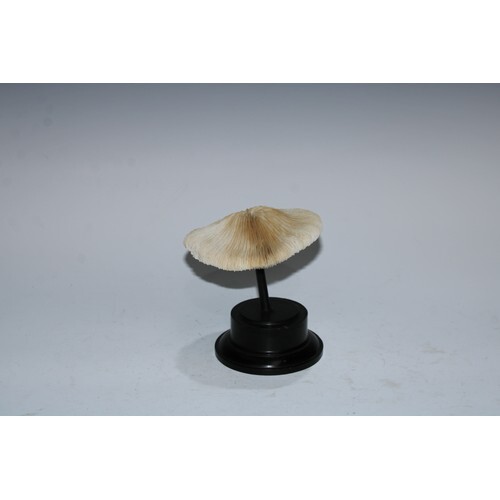 Natural History - a mushroom coral, mounted for display, 14c...