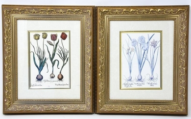 Pair of Gilt Framed & Matted Botanical Prints