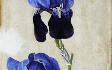 Prevost watercolor of Two Irises