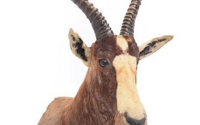 Taxidermy: Blesbok (Damaliscus pygargus phillipsi), dated 03rd March 1991, by...