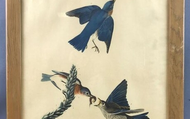 Vintage Framed Audubon Blue-bird engraving