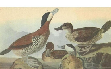 c1946 Audubon Print, #343 Ruddy Duck