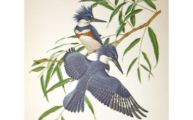 1950 Menaboni Print, Eastern Belted Kingfisher