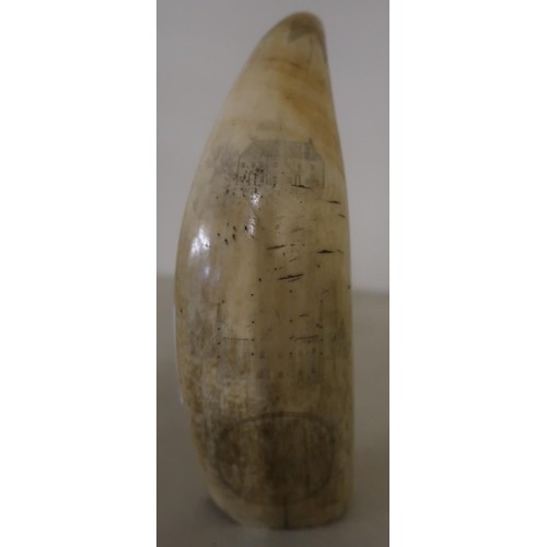 19th C scrimshaw whales tooth with detail to the point, vari...