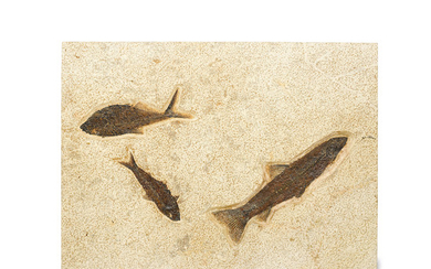 Three Fossil Fish Species on One Plate